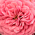 Roz - Trandafiri miniatur - pitici - Pink Babyflor®